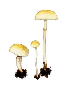 Stropharia semiglobata (Batsch: Fr.) Quél. attēls