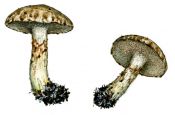 Suillus aeruginascens (Opat.) Snell. attēls