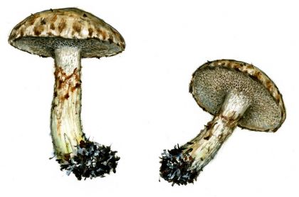 Suillus aeruginascens (Opat.) Snell. attēls