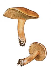 Suillus bovinus (L.: Fr.) Roussel attēls