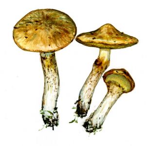 Suillus flavidus (Fr.: Fr.) J. S. Presl attēls