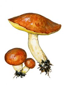 Suillus granulatus (L.: Fr.) Roussel attēls