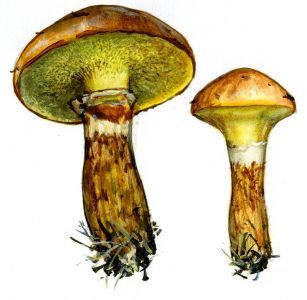 Suillus grevillei (Klotzsch: Fr.) Singer attēls