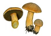 Suillus variegatus (Sowerby: Fr.) Kuntze attēls