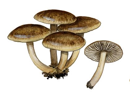 Tephrocybe ambusta (Fr.) Donk. attēls