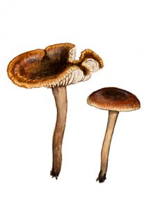 Tephrocybe antracophila (Lasch) Orton attēls