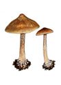 Tephrocybe mephitica (Fr.) M. M. Moser attēls