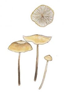 Tephrocybe palustre (Peck) Singer attēls