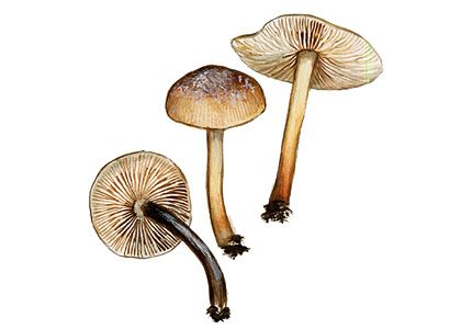 Tephrocybe platypus (Kühner) M. M. Moser attēls