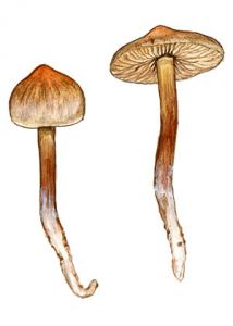 Tephrocybe rancida (Fr.) Donk attēls