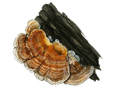 Trametes ochracea (Pers.) Gilb. Et Ryvarden attēls