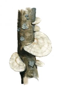 Trametes pubescens (Schumach.: Fr.) Pilat attēls