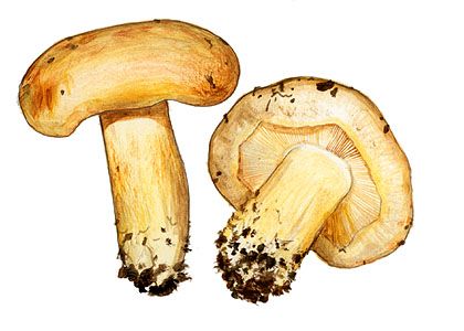 Tricholoma acerbum (Bull.: Fr.) Quél. attēls