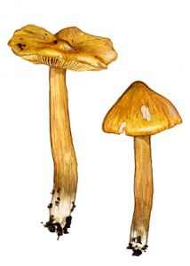 Tricholoma aestuans (Fr.) Gillet attēls