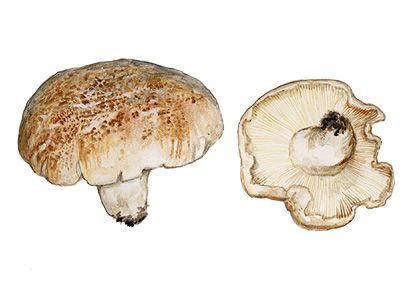 Tricholoma apium J. Schaeff. attēls