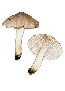 Tricholoma argyraceum (Bull.) Sacc. attēls