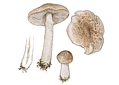 Tricholoma cingulatum  (Almfelt) Jacobasch. attēls