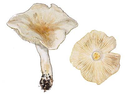 Tricholoma columbetta (Fr.) P. Kumm. attēls