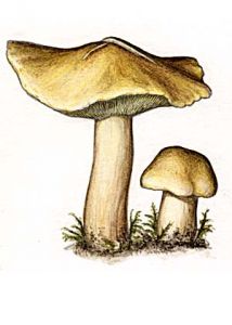 Tricholoma equestre (L.:Fr.) P.Kumm. attēls