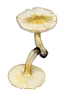 Tricholoma impolitum (Lasch) Ricken attēls