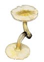 Tricholoma impolitum (Lasch) Ricken attēls