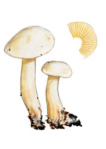 Tricholoma inamoenum (Fr.: Fr.) Gillet. attēls