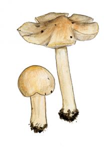 Tricholoma inociboides  A.  Pearson attēls