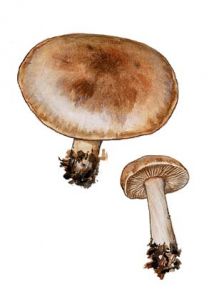 Tricholoma irinum (Fr.) P.Kumm. attēls