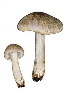 Tricholoma myomyces (Pers.: Fr.) P. Kumm. attēls