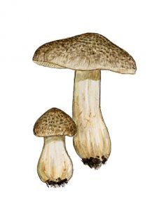 Tricholoma pardinum (Per.) Quél. attēls