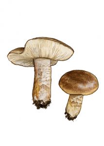 Tricholoma populinum Lange attēls