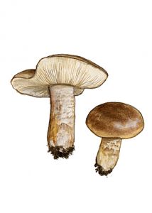 Tricholoma populinum Lange attēls