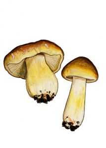 Tricholoma saponaceum (Fr.: Fr.) P. Kumm. attēls