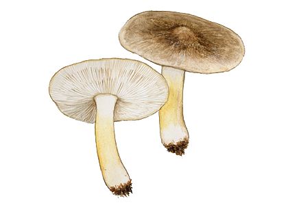 Tricholoma scalpturatum (Fr.) Quél. attēls