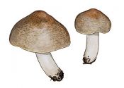 Tricholoma spec. attēls