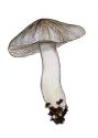 Tricholoma virgatum (Fr.:Fr.) P.Kumm. attēls