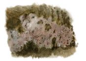 Tulasnella violea attēls