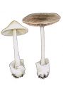 Volvariella gloiocephala (DC.: Fr.) Boehhout & Enderle attēls