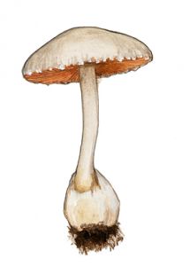 Volvariella pussilla (Pers.: Fr.) Quél. attēls