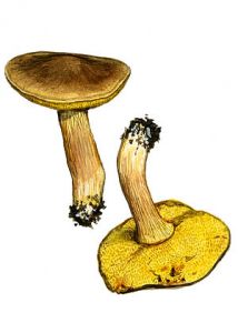 Xerocomus spadiceus (Fr.) Quél. attēls