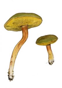 Xerocomus subtomentosus (L.: Fr.) Quél. attēls