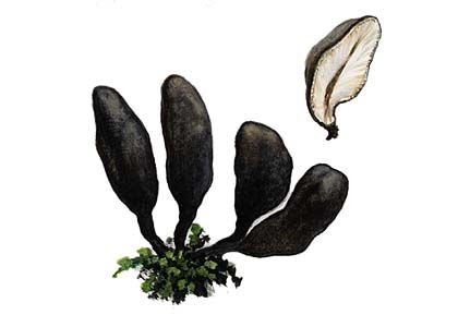 Xylaria polymorpha (Pers.) Grev. attēls