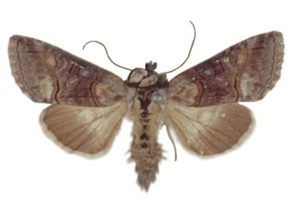 Abrostola asclepiadis (Denis & Schiffermüller, 1775) attēls