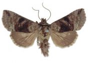 Abrostola triplasia (Linnaeus, 1758) attēls