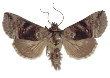 Abrostola triplasia (Linnaeus, 1758) attēls