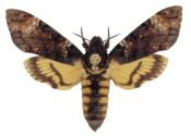 Acherontia atropos (Linnaeus, 1758) attēls