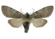 Achyla flavicornis (Linnaeus, 1758) attēls