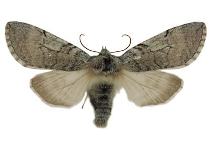 Achyla flavicornis (Linnaeus, 1758) attēls