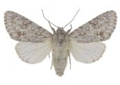 Acronicta aceris (Linnaeus, 1758) attēls