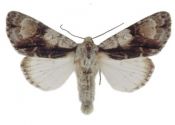 Acronicta alni (Linnaeus, 1758) attēls